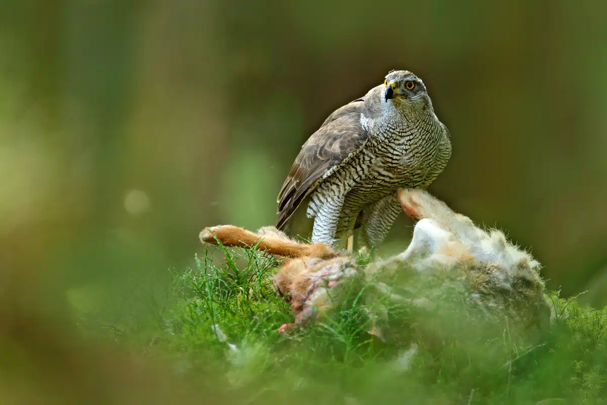 Feldhase Feind - der Habicht - Wildtiere in Europa Feldhase Feind - der Habicht - Wildtiere in Europa