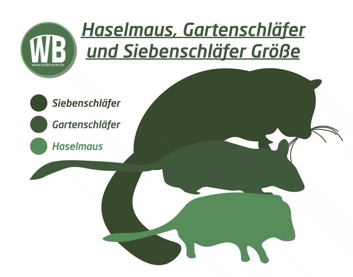 Haselmaus Größe - Wildtiere in Europa Haselmaus Größe - Wildtiere in Europa