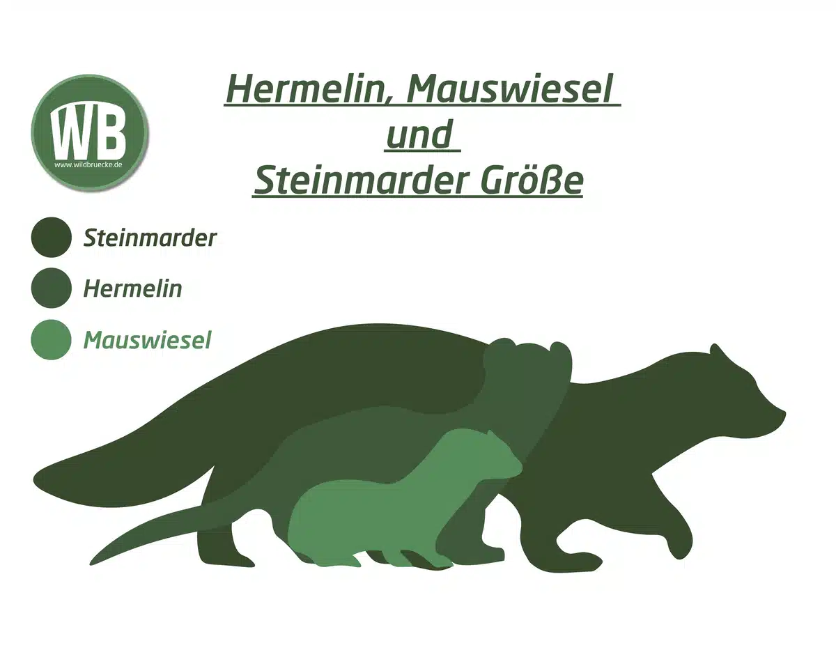 Hermelin, Mauswiesel und Steinmarder Größe im Vergleich - Wildtiere in Europa Hermelin, Mauswiesel und Steinmarder Größe im Vergleich - Wildtiere in Europa