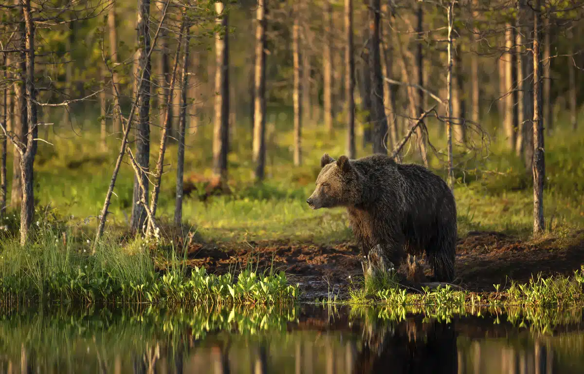 Ist der BraunbÀr gefÀhrlich - Wildtiere in Europa Ist der BraunbÀr gefÀhrlich - Wildtiere in Europa