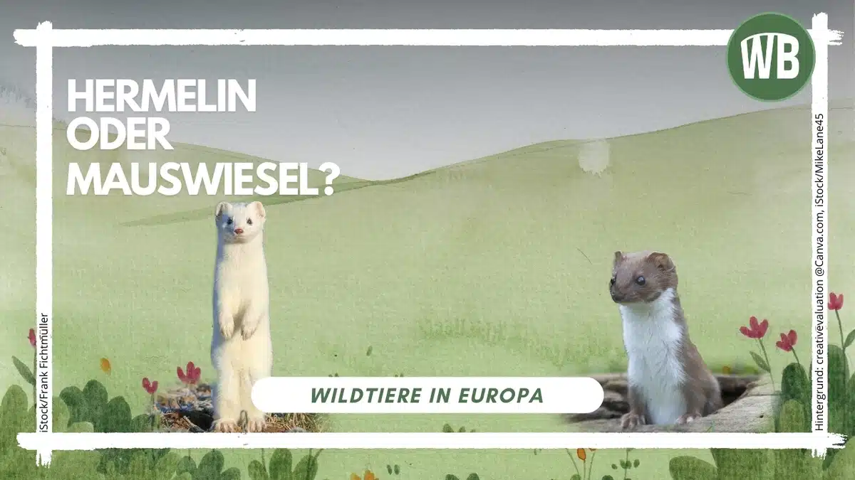 Mauswiesel oder Hermelin - Wildtiere in Europa Mauswiesel oder Hermelin - Wildtiere in Europa
