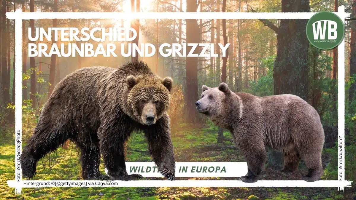 Teaserbild Unterschied BraunbÀr und GrizzlybÀr - Wildtiere in Europa Teaserbild Unterschied BraunbÀr und GrizzlybÀr - Wildtiere in Europa