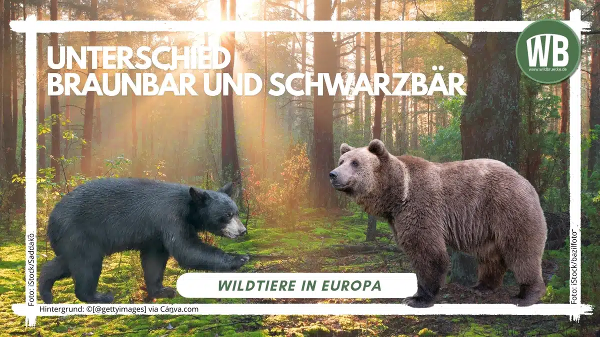 Teaserbild Unterschied BraunbÀr und SchwarzbÀr - Wildtiere in Europa Teaserbild Unterschied BraunbÀr und SchwarzbÀr - Wildtiere in Europa
