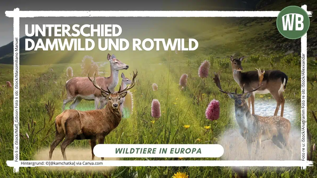 Teaserbild Unterschied Damwild und Rotwild - Wildtiere in Deutschland Teaserbild Unterschied Damwild und Rotwild - Wildtiere in Deutschland