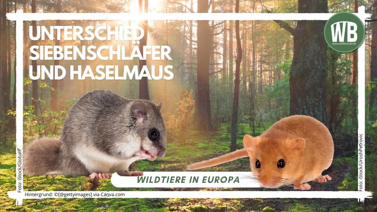 Teaserbild Unterschied Siebenschläfer und Haselmaus - Wildtiere in Europa Teaserbild Unterschied Siebenschläfer und Haselmaus - Wildtiere in Europa