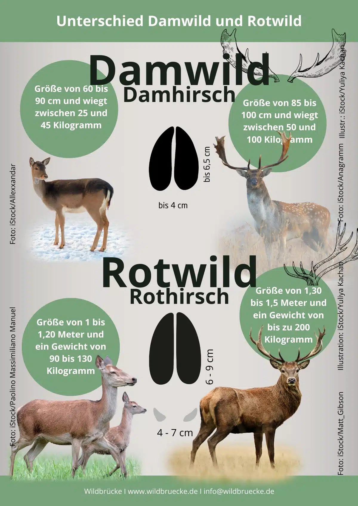 Unterschied Damwild und Rotwild - Wildtiere in Deutschland