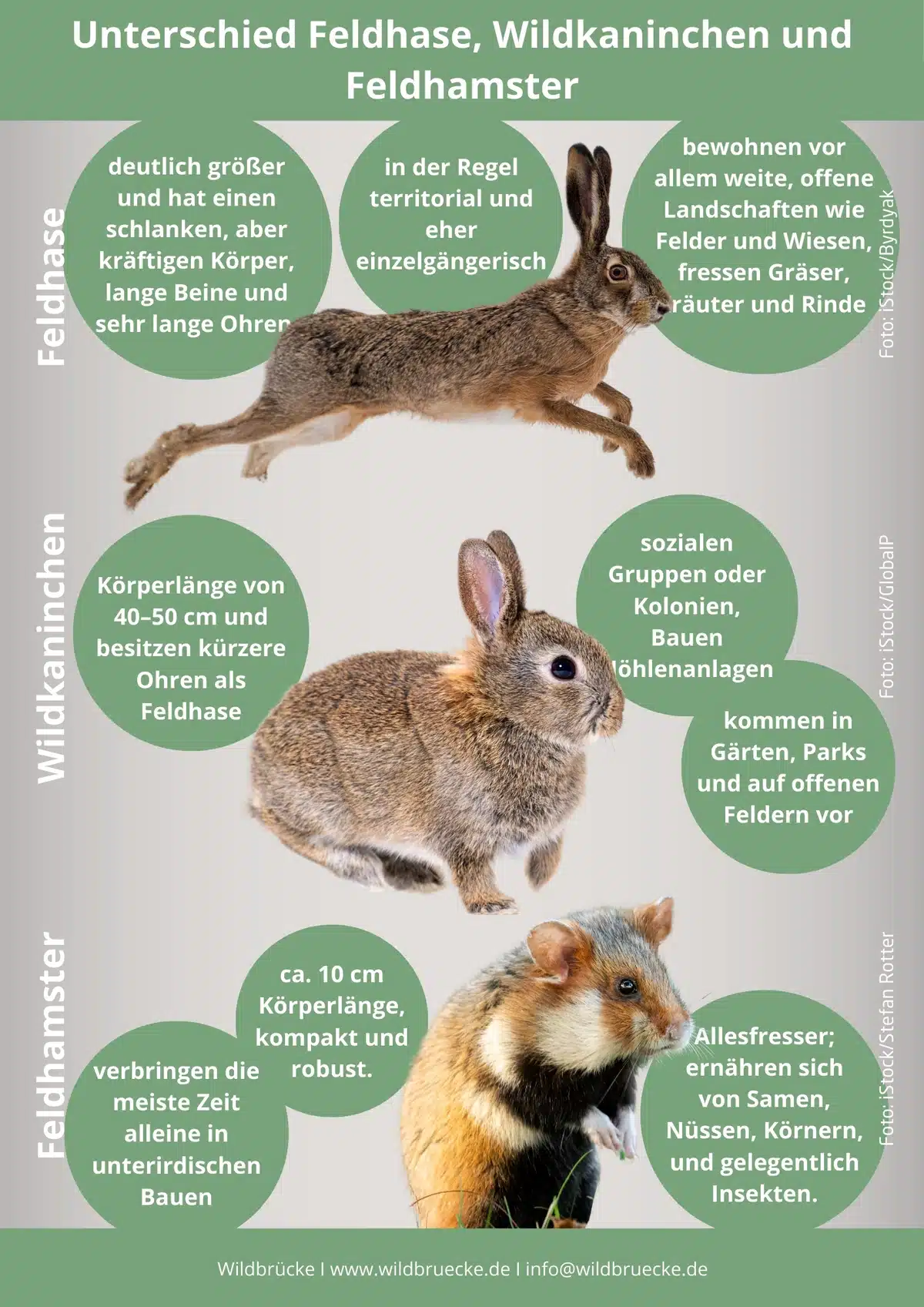Unterschied Feldhase, Wildkaninachen und Feldhamster - Wildtiere in Europa
