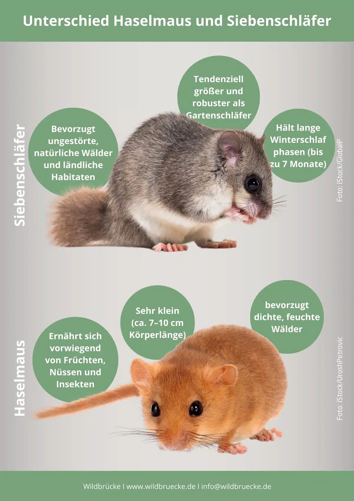 Unterschied Haselmaus und Siebenschläfer - Wildtiere in Europa