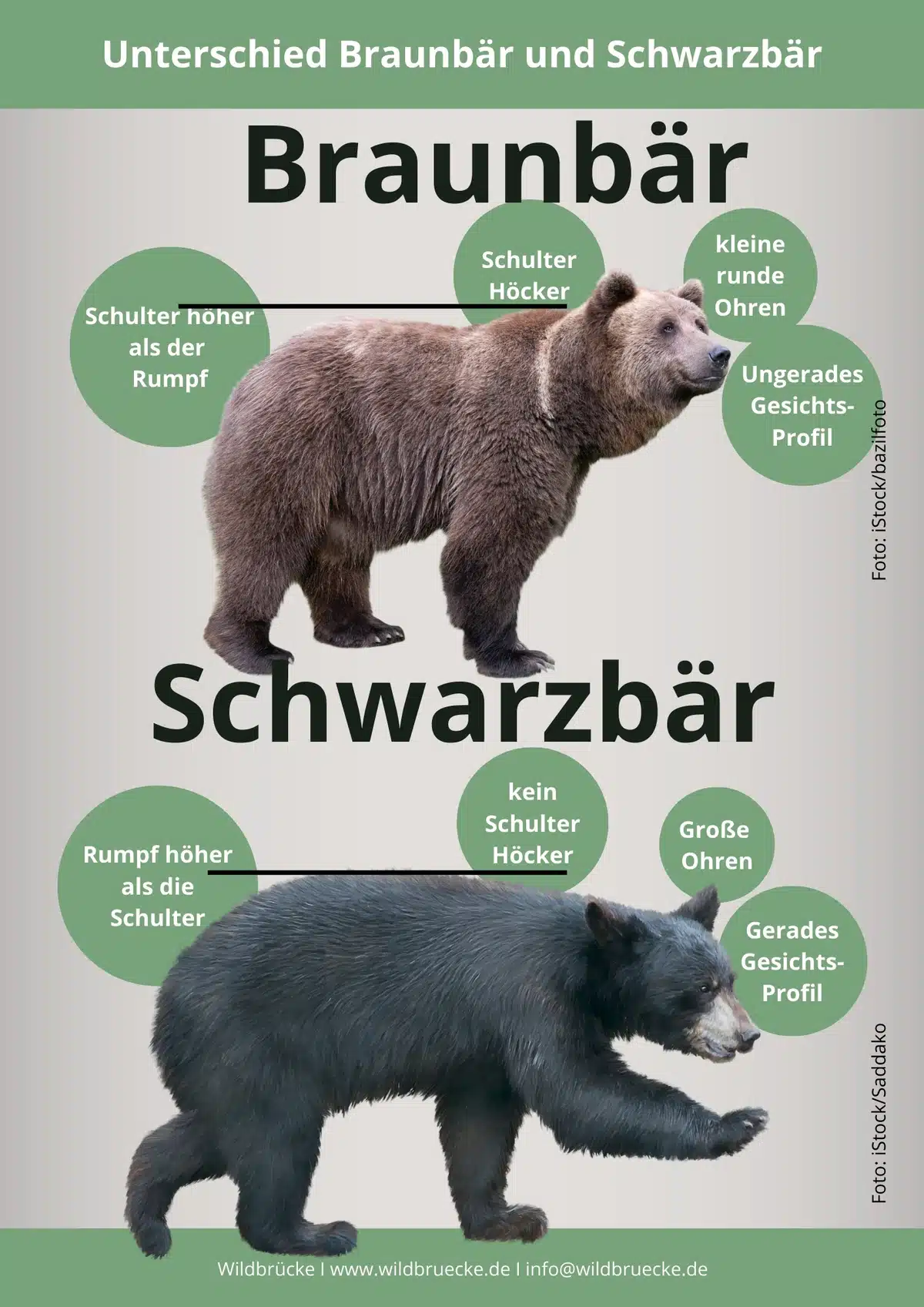 Unterschied Schwarzbär und Braunbär - Wildtiere in Europa