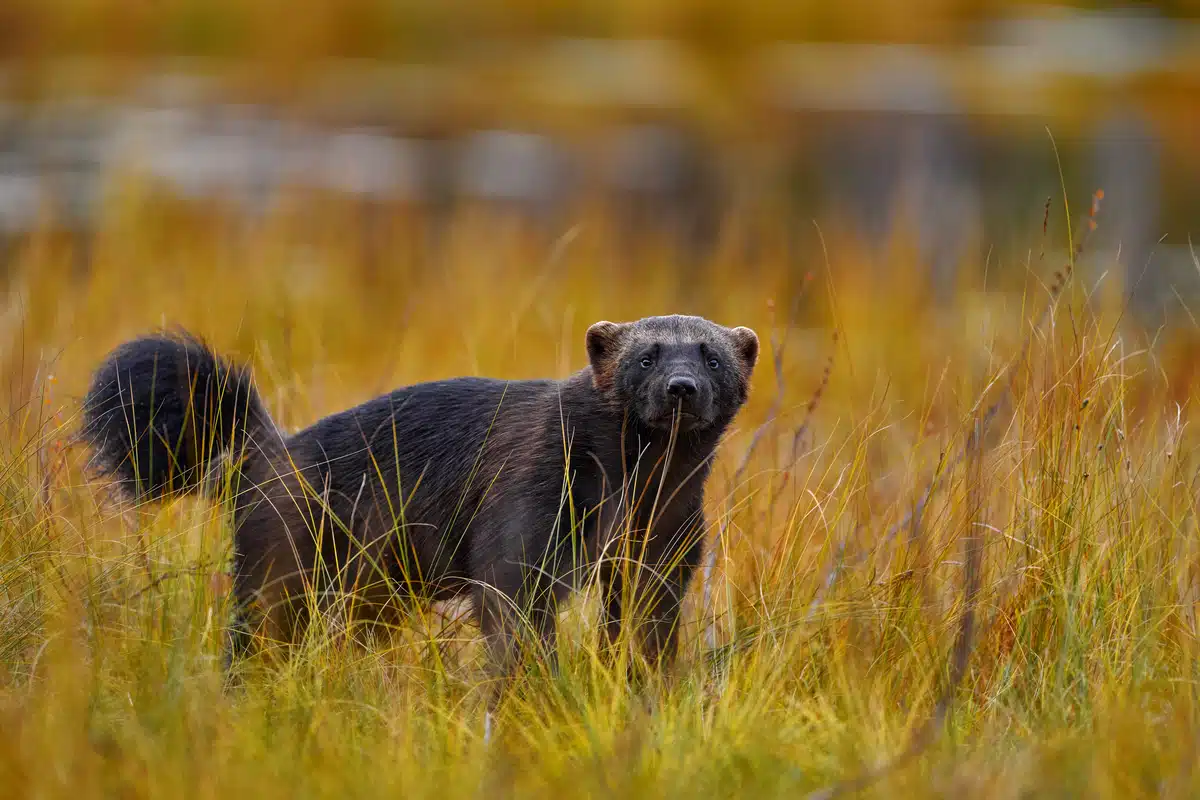 Vielfraß - Wildtiere in Europa Vielfraß - Wildtiere in Europa