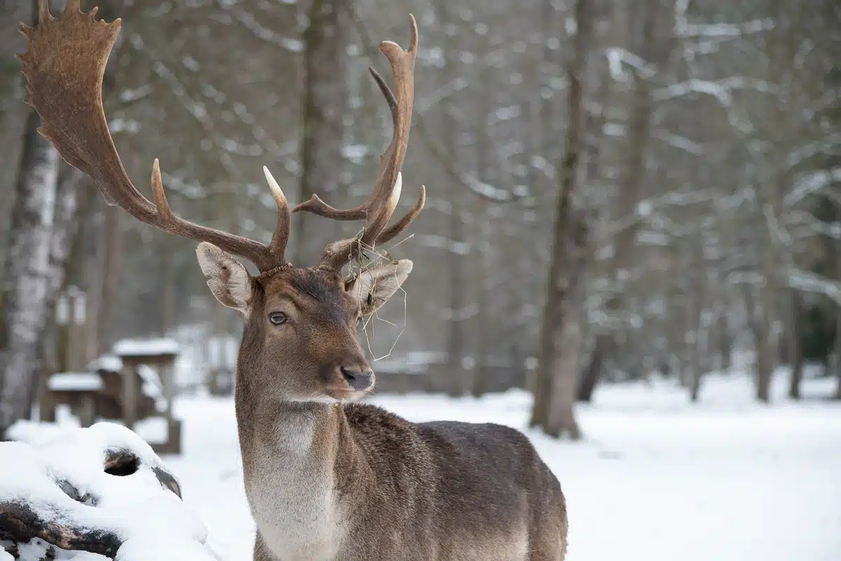 Warum heißt eigentlich Damwild Damwild - Wildtiere in Europa Warum heißt eigentlich Damwild Damwild - Wildtiere in Europa