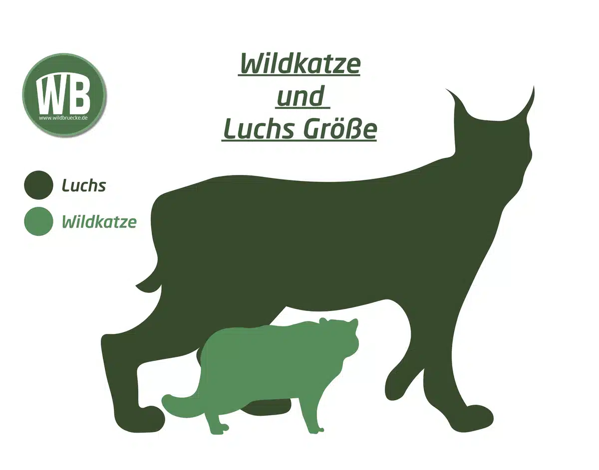 Wildkatze Größe im Vergleich zum Luchs - Wildtiere in Europa Wildkatze Größe im Vergleich zum Luchs - Wildtiere in Europa