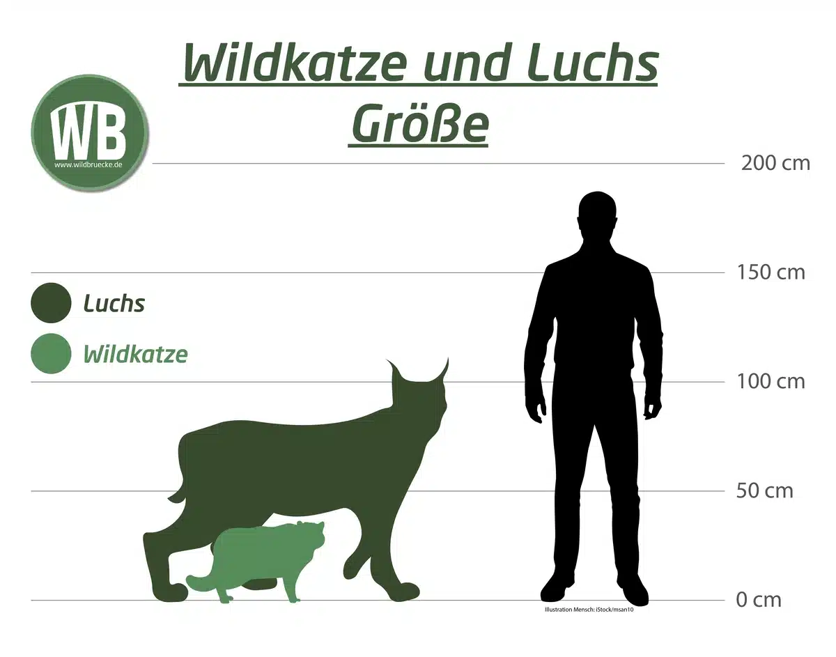 Wildkatze Größe im Vergleich zum Menschen - Wildtiere in Europa Wildkatze Größe im Vergleich zum Menschen - Wildtiere in Europa