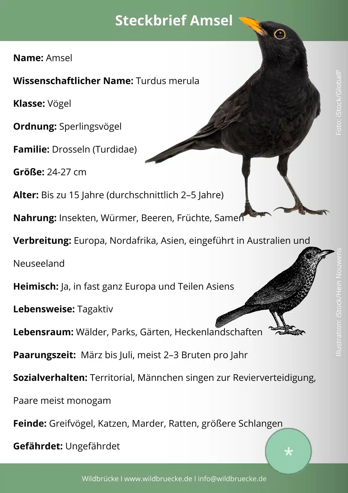 Amsel Steckbrief - Wildtiere in Europa