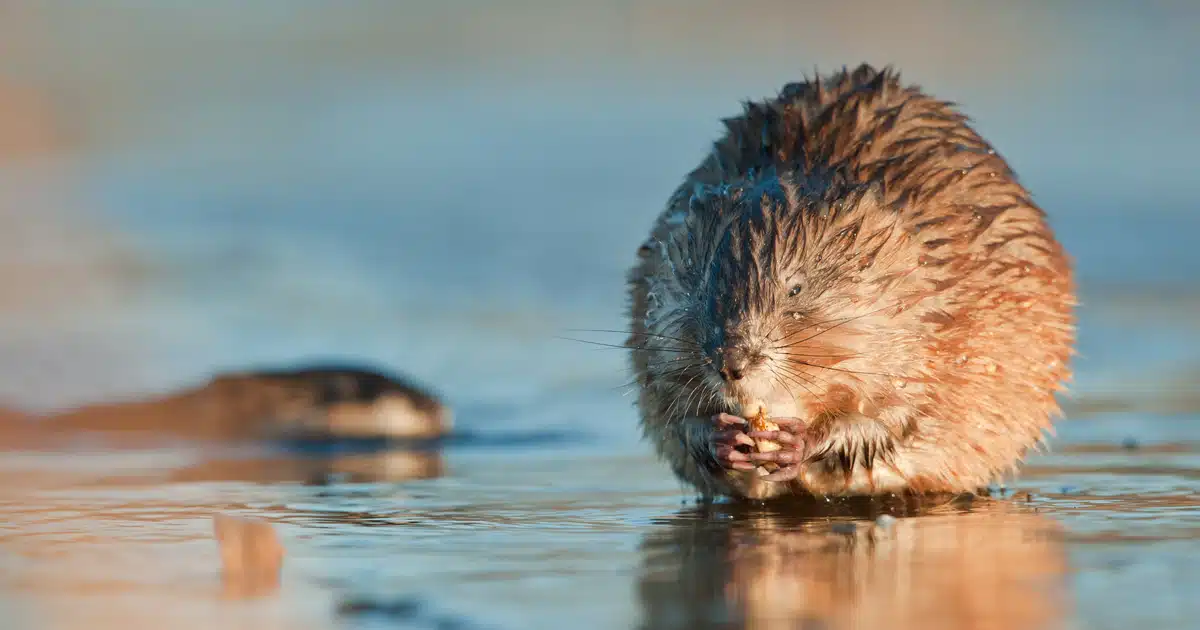 Bisamratte meldepflichtig - Wildtiere in Europa Bisamratte meldepflichtig - Wildtiere in Europa