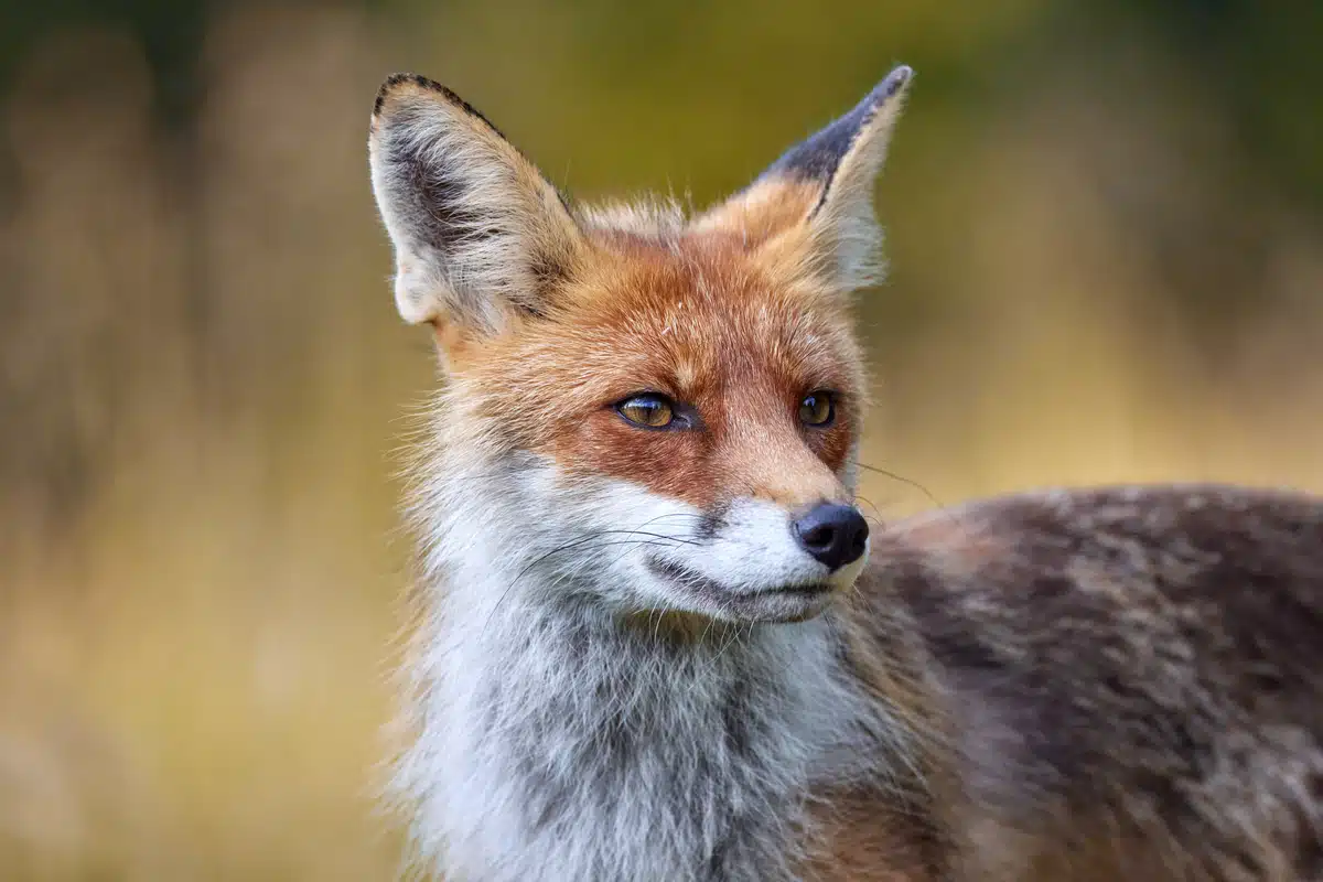 Der Rotfuchs im Steckbrief - wildtiere in Europa Der Rotfuchs im Steckbrief - wildtiere in Europa