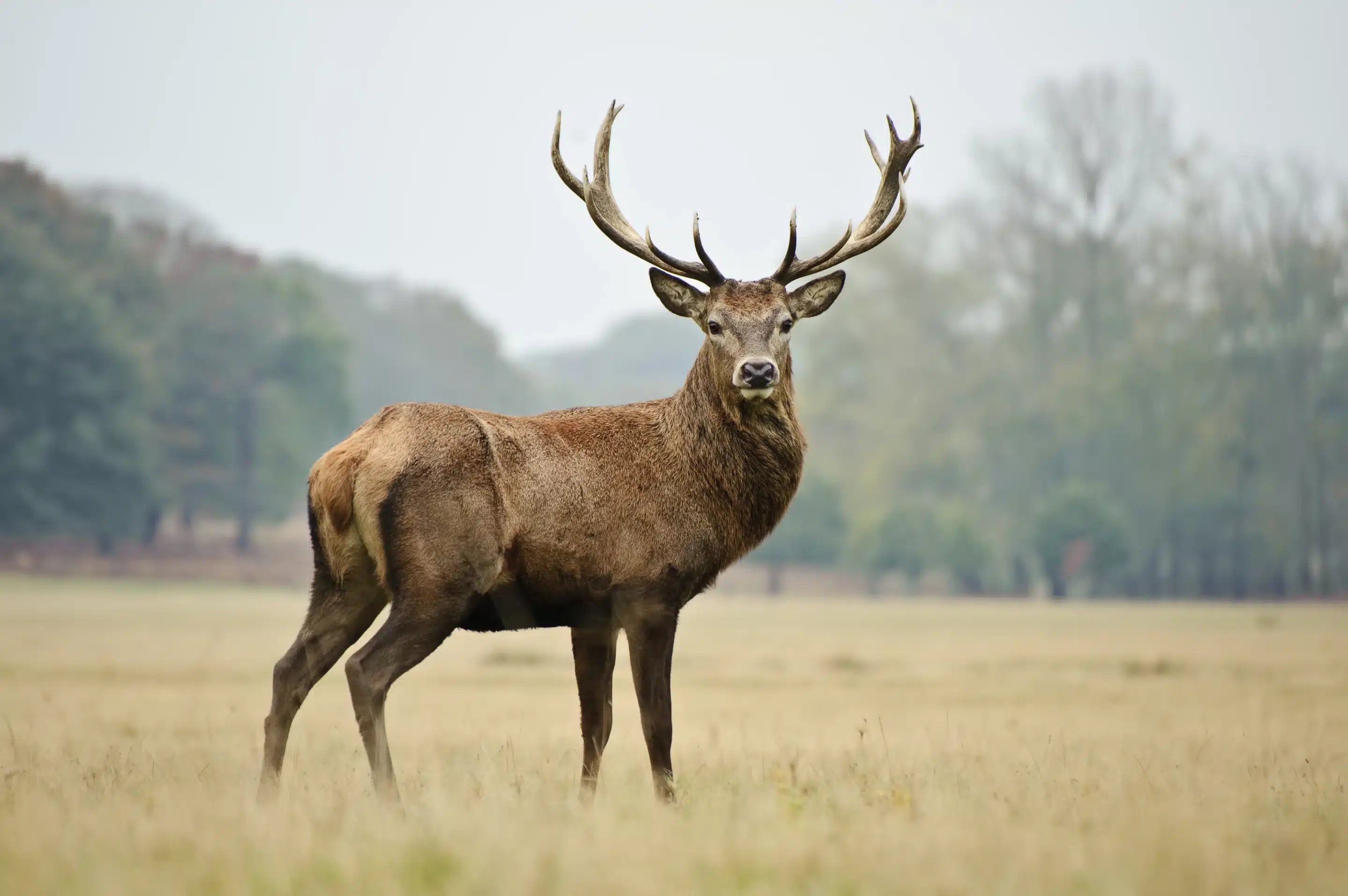 Der Rothirsch im Steckbrief - Wildtiere in Europa Der Rothirsch im Steckbrief - Wildtiere in Europa