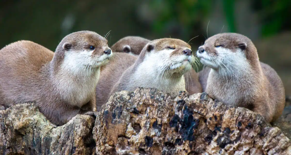 Die Fischotter Feinde - Wildtiere in Europa Die Fischotter Feinde - Wildtiere in Europa