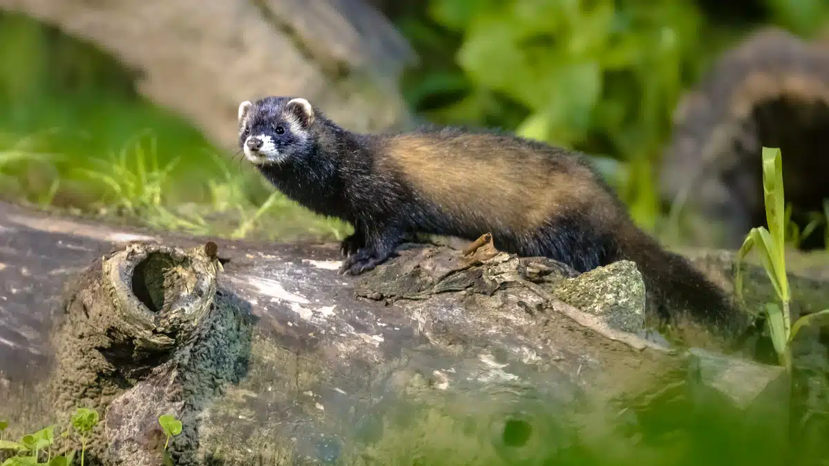 Die Länge des Europäischer Iltis - Wildtiere in Europa