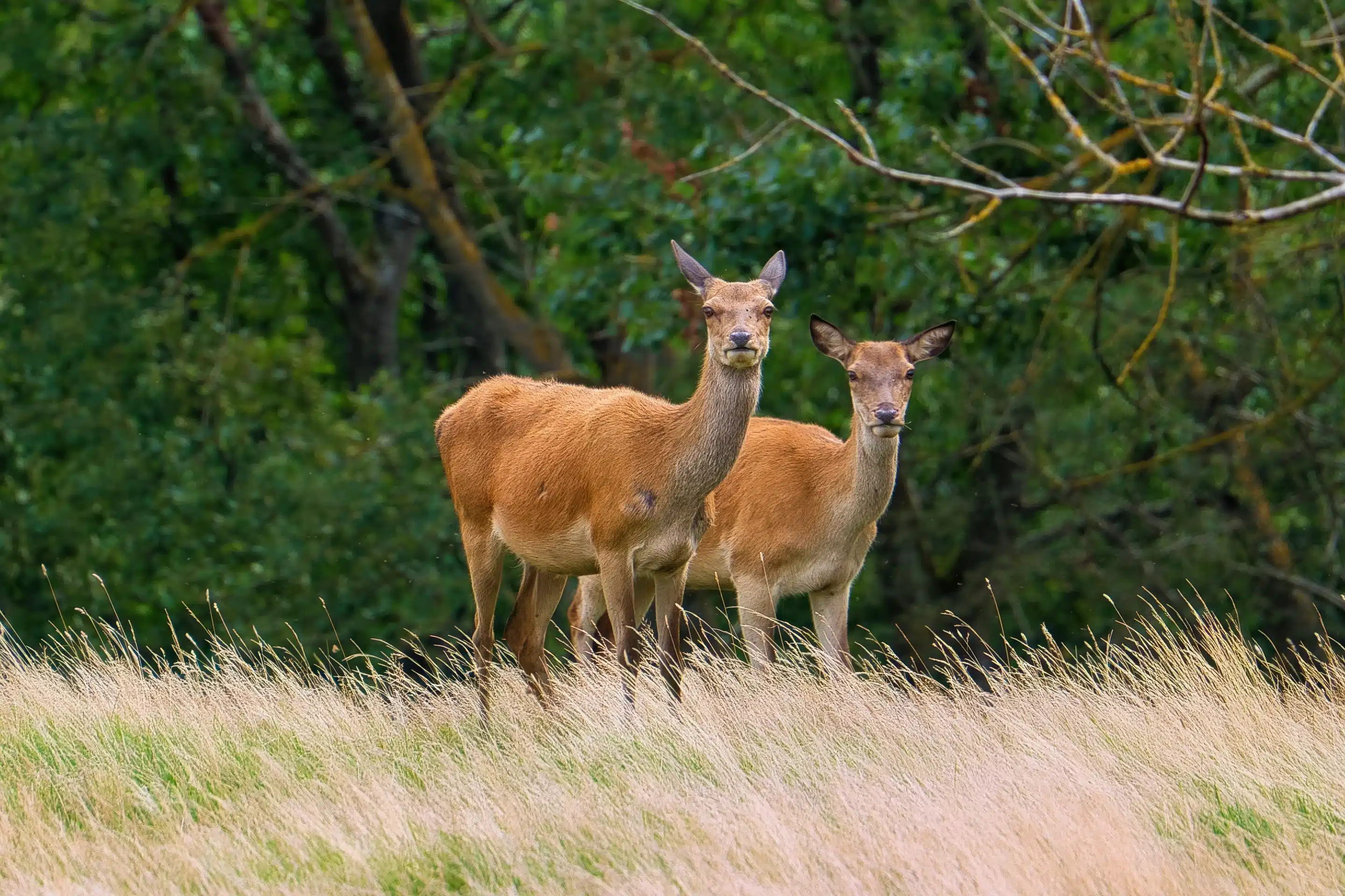 Die Rothirsch Hirschkuh - Wildtiere in Europa Die Rothirsch Hirschkuh - Wildtiere in Europa