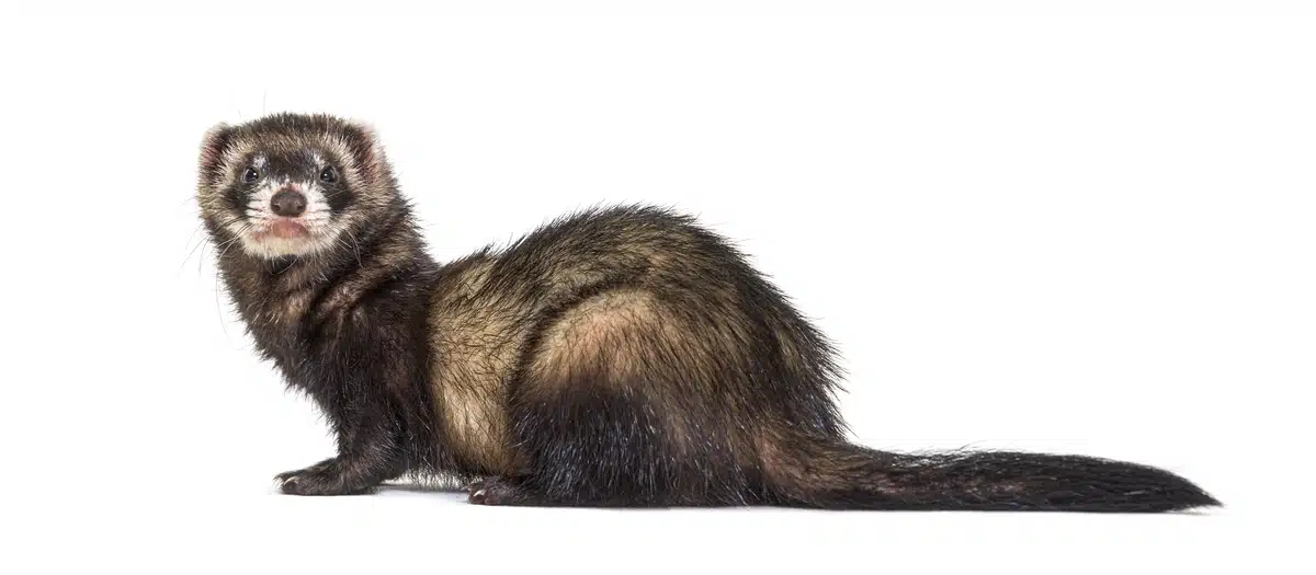 Europäischer Iltis Länge - Wildtiere in Europa Europäischer Iltis Länge - Wildtiere in Europa