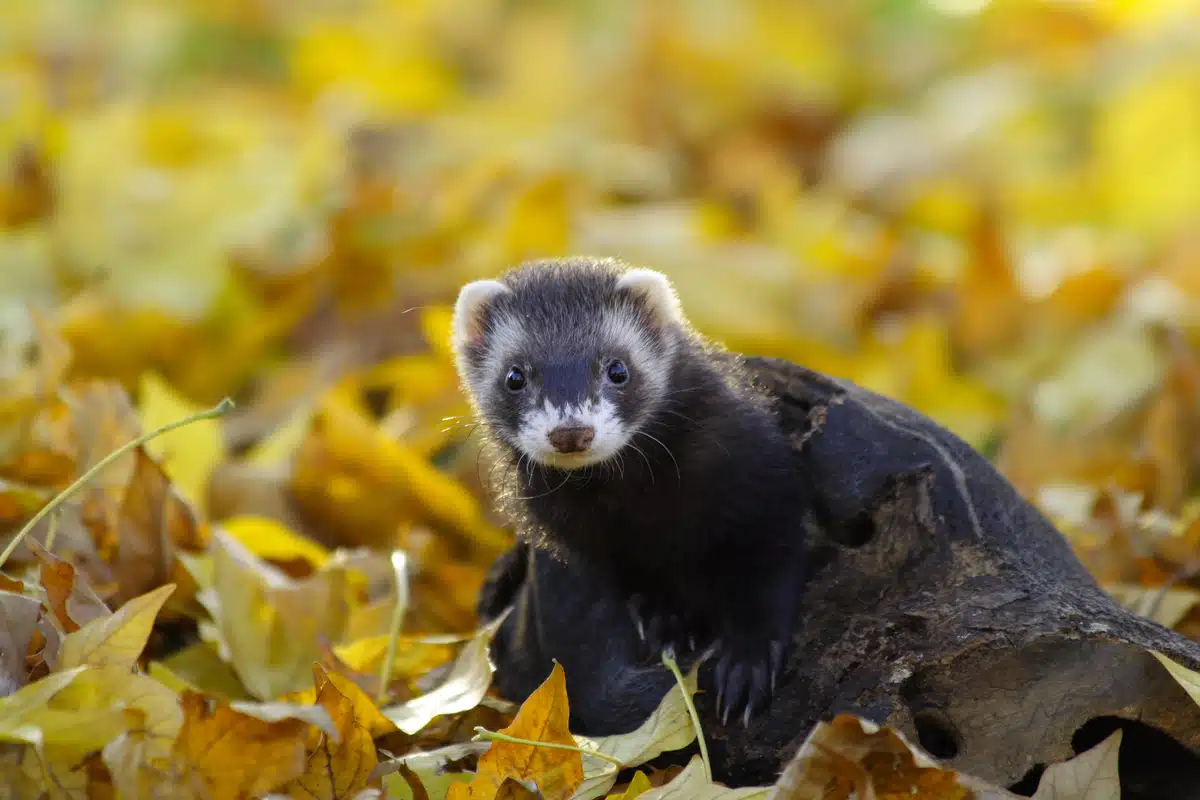 Europäischer Iltis Seine Lebenserwartung - Wildtiere in Europa Europäischer Iltis Seine Lebenserwartung - Wildtiere in Europa