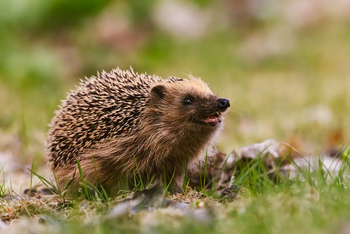 Igel Geräusch - Wildtiere in Europa Igel Geräusch - Wildtiere in Europa