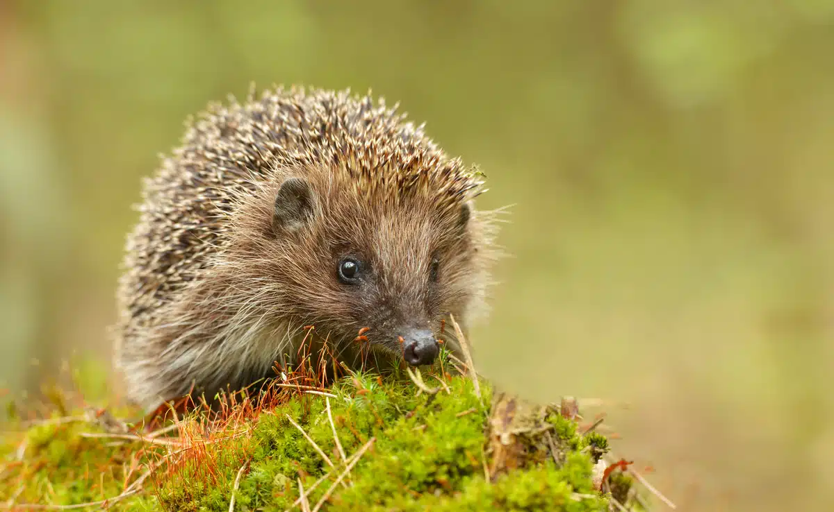 Igel Geräusche - Wildtiere in Europa