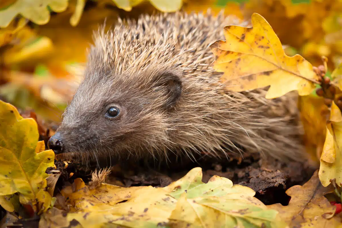 Igel im Herbst - Wildtiere in Europa Igel im Herbst - Wildtiere in Europa