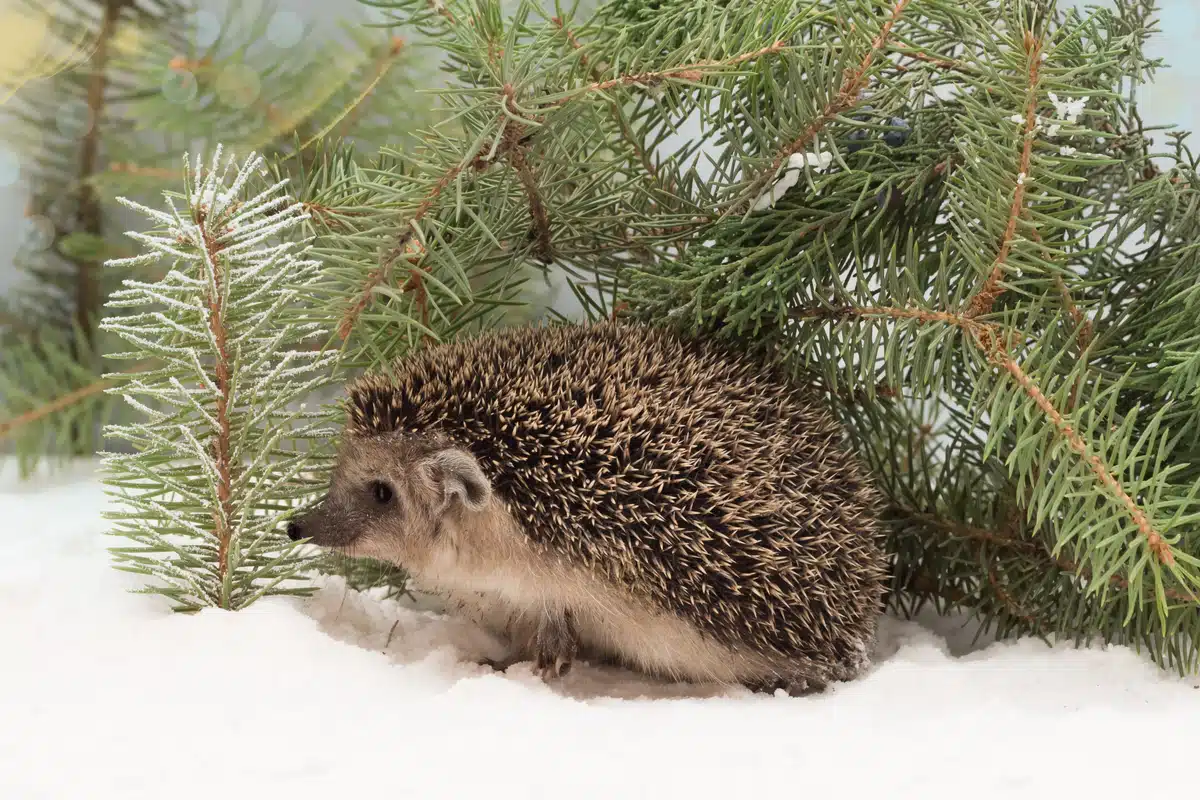 Igel überwintern - Wildtiere in Europa Igel überwintern - Wildtiere in Europa