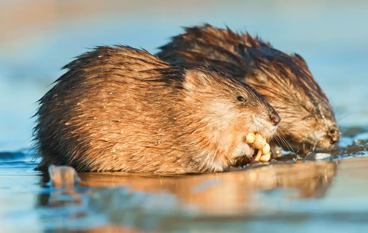 Ist eine Bisamratte meldepflichtig - Wildtiere in Europa Ist eine Bisamratte meldepflichtig - Wildtiere in Europa