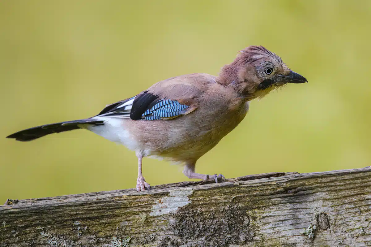 Jungvogel Eichelhäher - Wildtiere in Europa Jungvogel Eichelhäher - Wildtiere in Europa