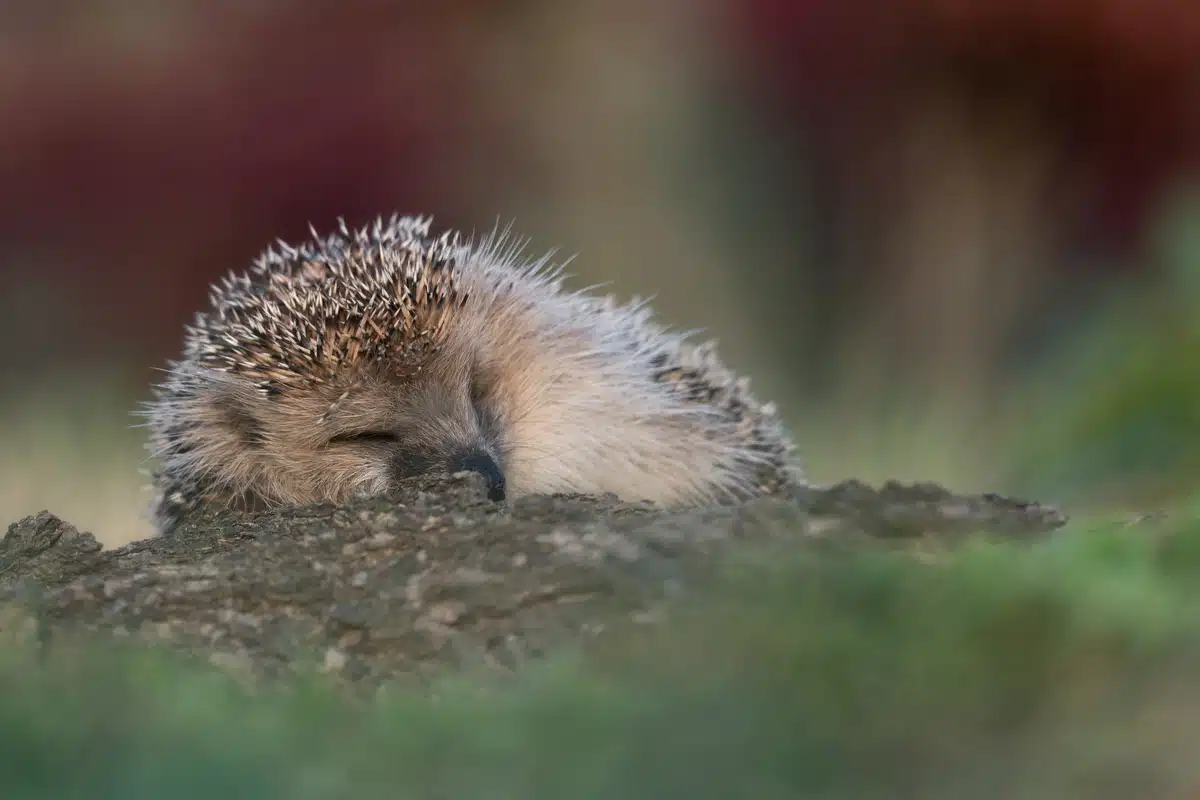 Mähroboter Igel - Wildtiere in Europa Mähroboter Igel - Wildtiere in Europa