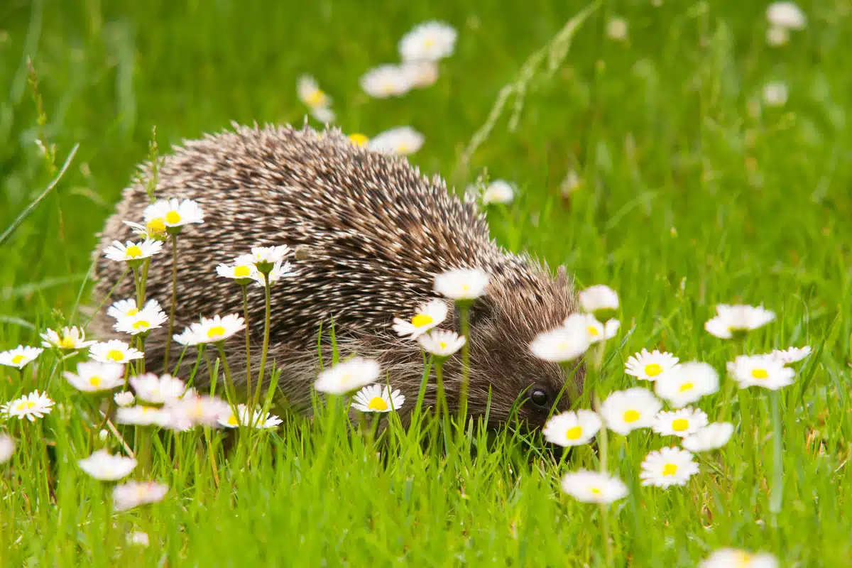 Mähroboter gegen Igel - Wildtiere in Europa Mähroboter gegen Igel - Wildtiere in Europa