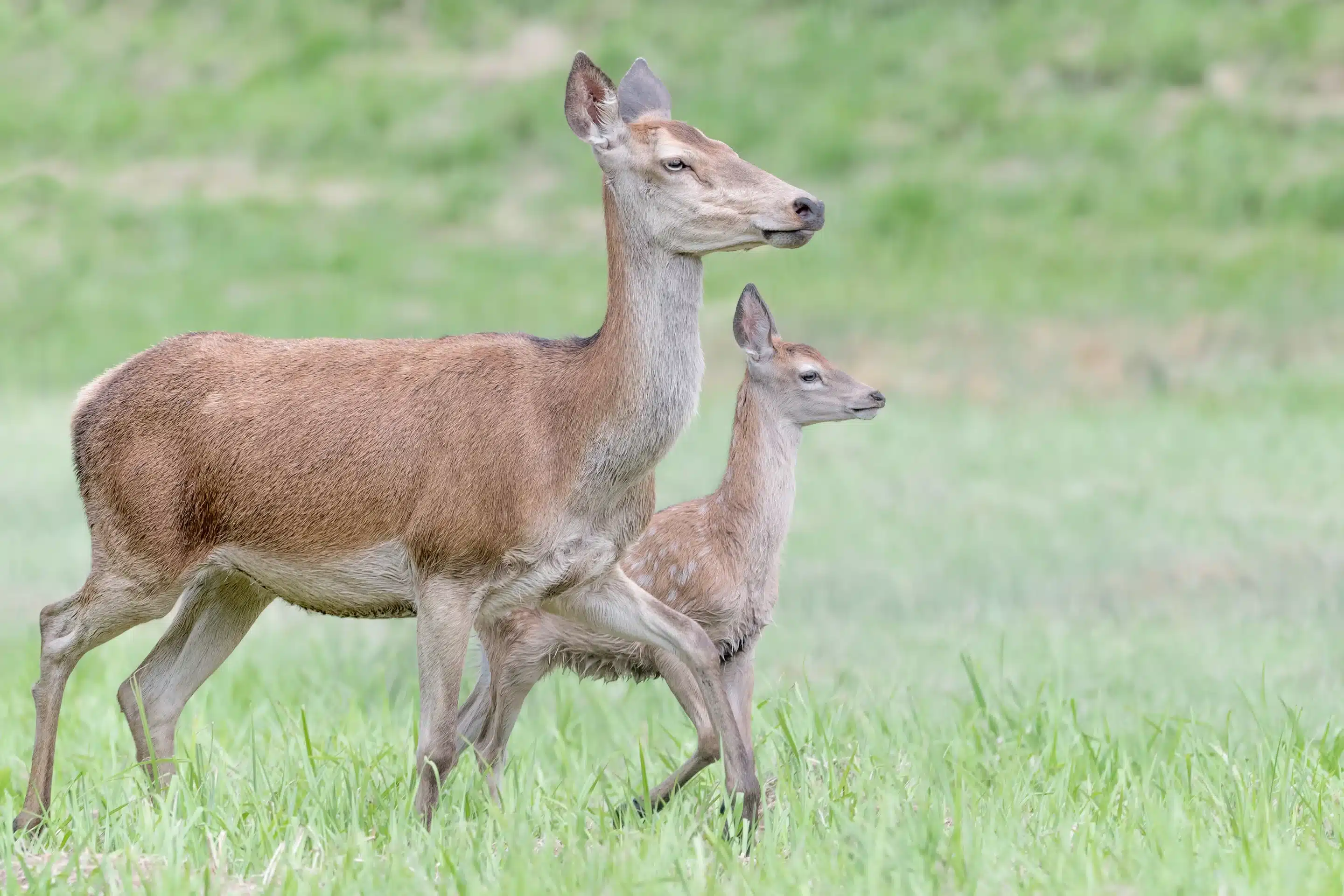Rothirsch Hirschkuh - Wildtiere in Europa Rothirsch Hirschkuh - Wildtiere in Europa