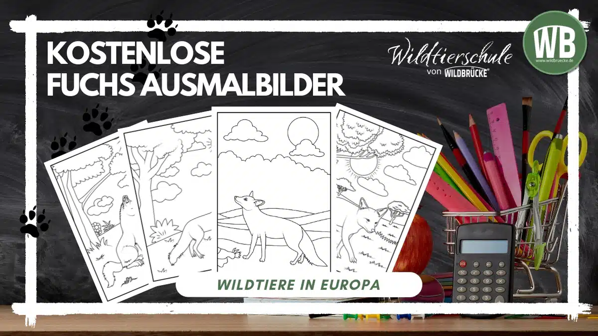 Teaserbild Ausmalbild Fuchs - Wildtiere in Europa Teaserbild Ausmalbild Fuchs - Wildtiere in Europa