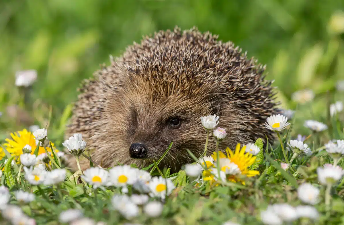 Wann der Igel in den Winterschlaf geht - Wildtiere in Europa Wann der Igel in den Winterschlaf geht - Wildtiere in Europa
