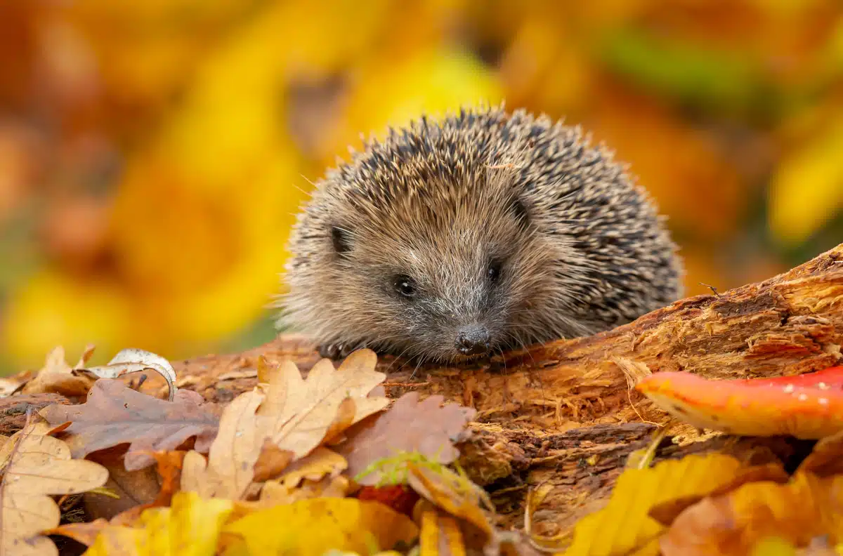 Wann geht der Igel in den Winterschlaf - Wildtiere in Europa Wann geht der Igel in den Winterschlaf - Wildtiere in Europa