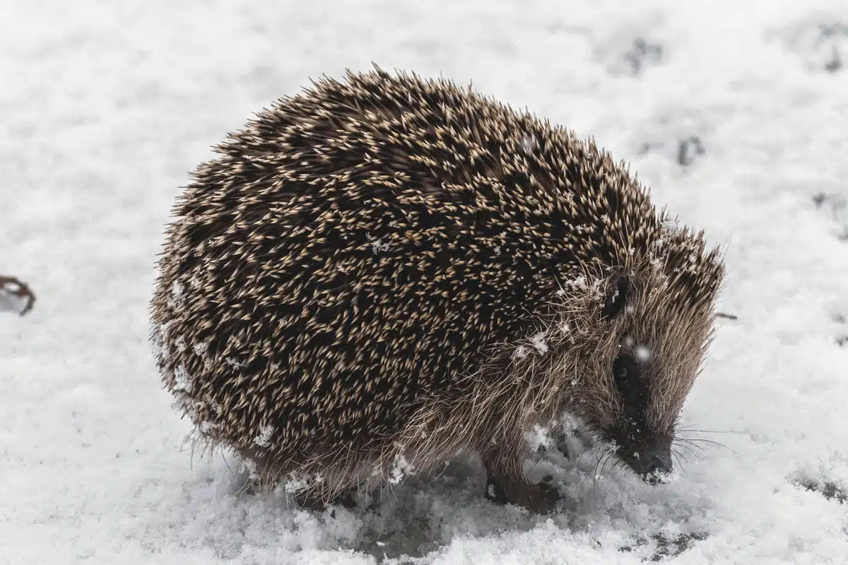 Wie kann man Igel überwintern - Wildtiere in Europa Wie kann man Igel überwintern - Wildtiere in Europa