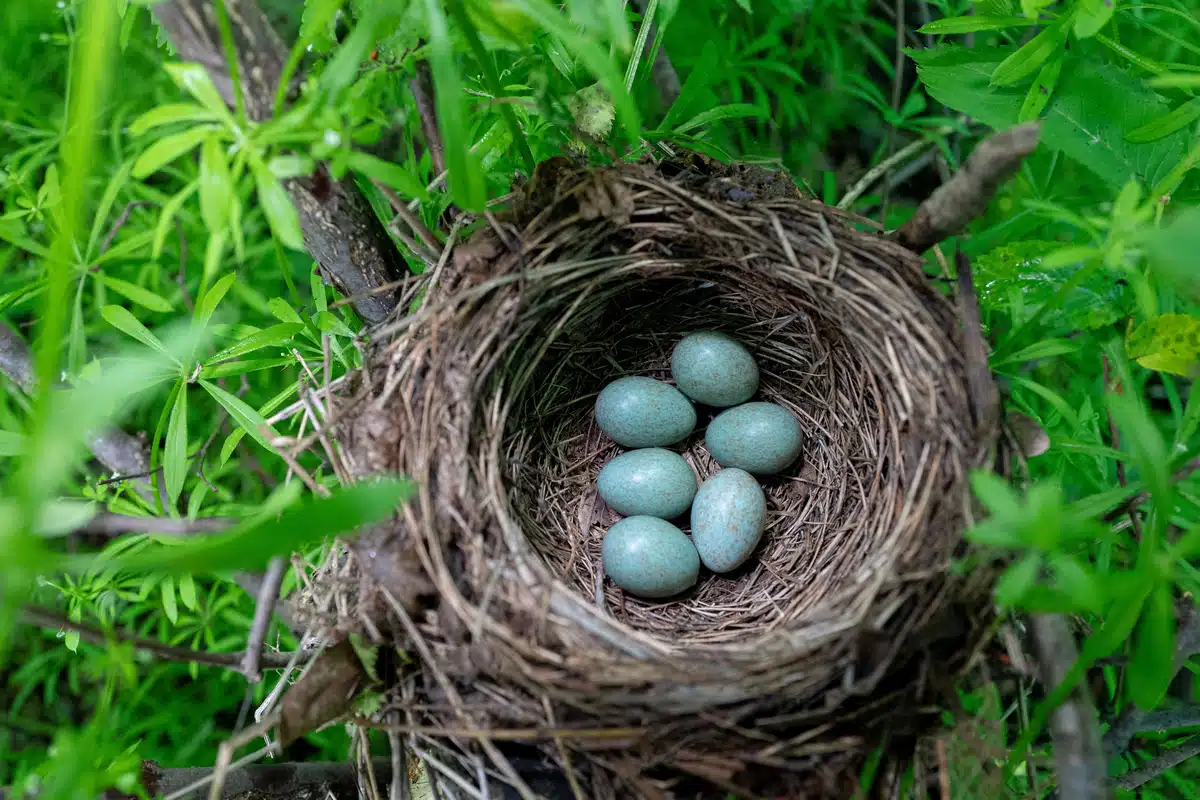 Amsel Eier - Wildtiere in Europa Amsel Eier - Wildtiere in Europa