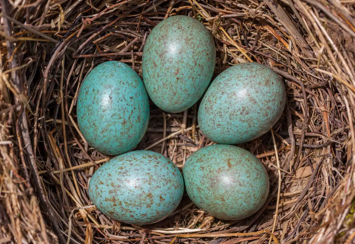 Amsel Eier im Nest - Wildtiere in Europa Amsel Eier im Nest - Wildtiere in Europa