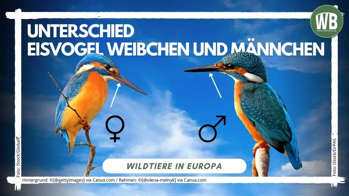 Beitragsbild Unterschied Eisvogel Weibchen und Männchen - Vögel in Europa Beitragsbild Unterschied Eisvogel Weibchen und Männchen - Vögel in Europa