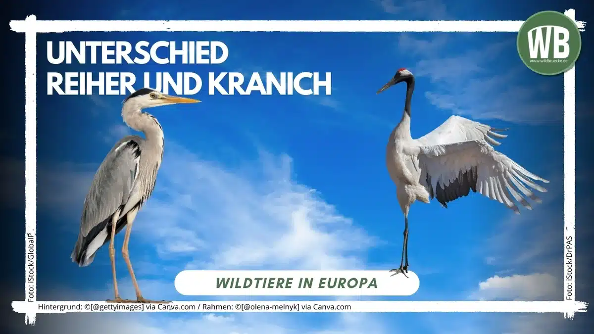 Beitragsbild Unterschied Reiher und Kranich - Vögel in Europa Beitragsbild Unterschied Reiher und Kranich - Vögel in Europa