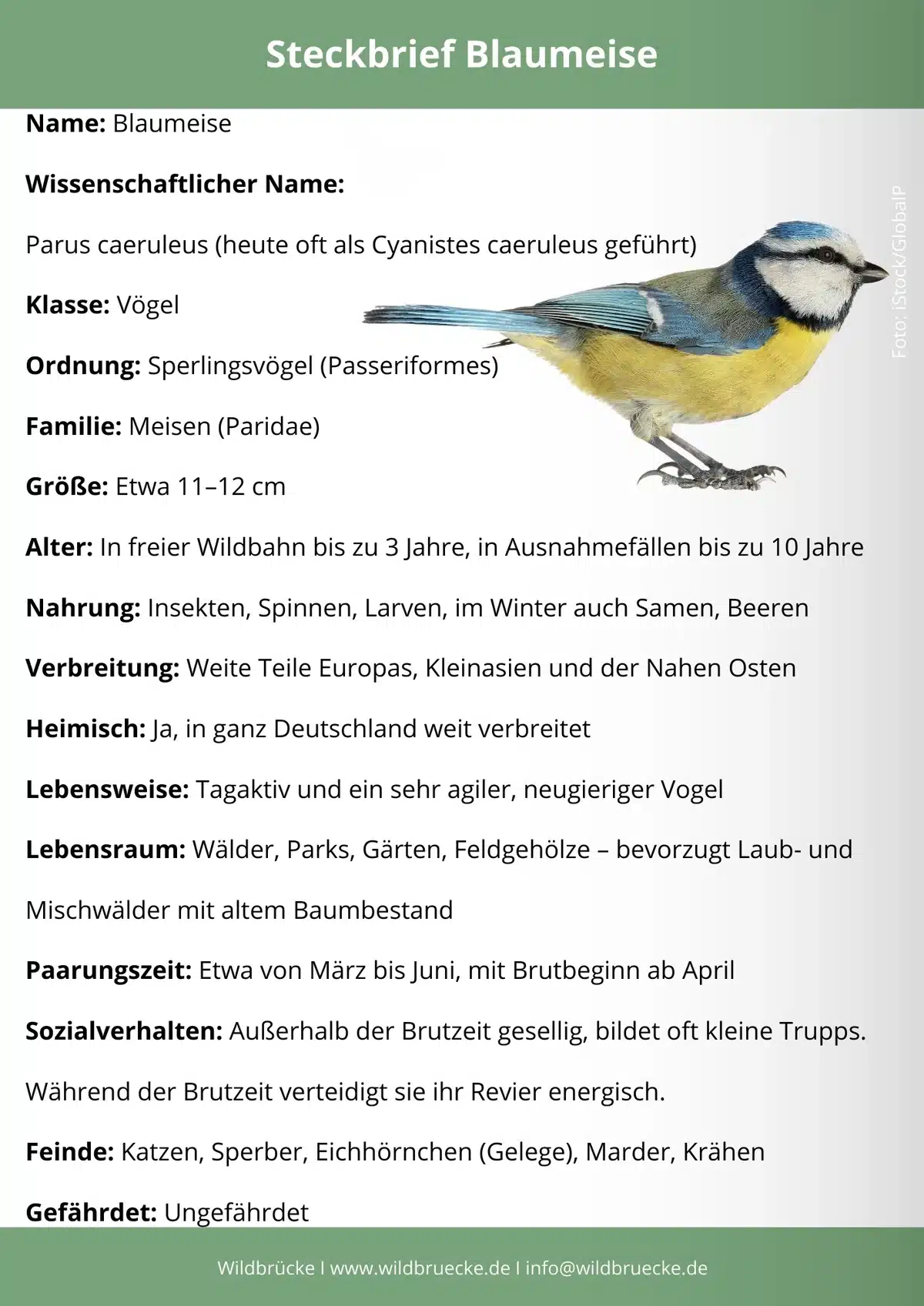 Blaumeise Steckbrief - Vögel in Europa