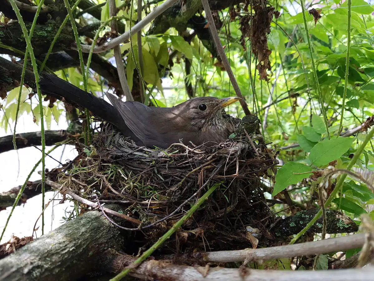 Brutzeit einer Amsel - Wildtiere in Europa Brutzeit einer Amsel - Wildtiere in Europa