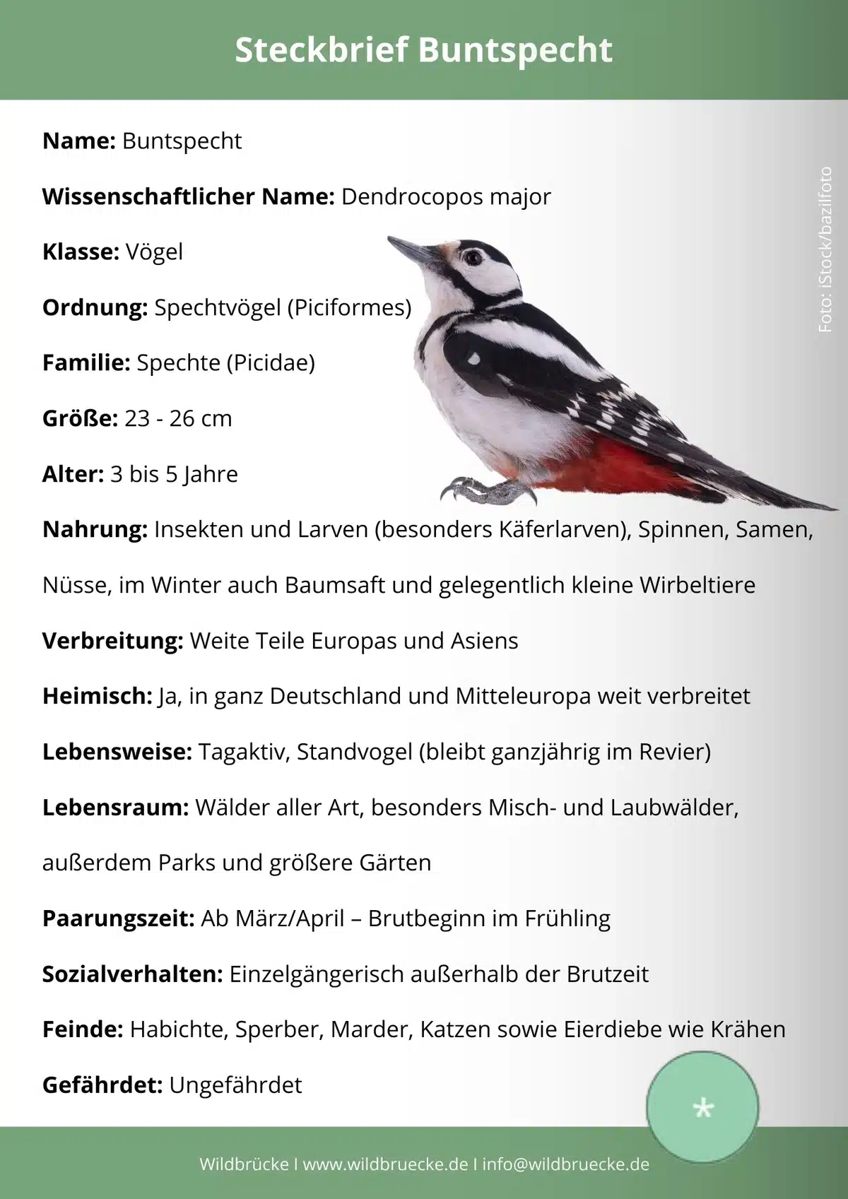 Buntspecht Steckbrief - Vögel in Europa Buntspecht Steckbrief - Vögel in Europa