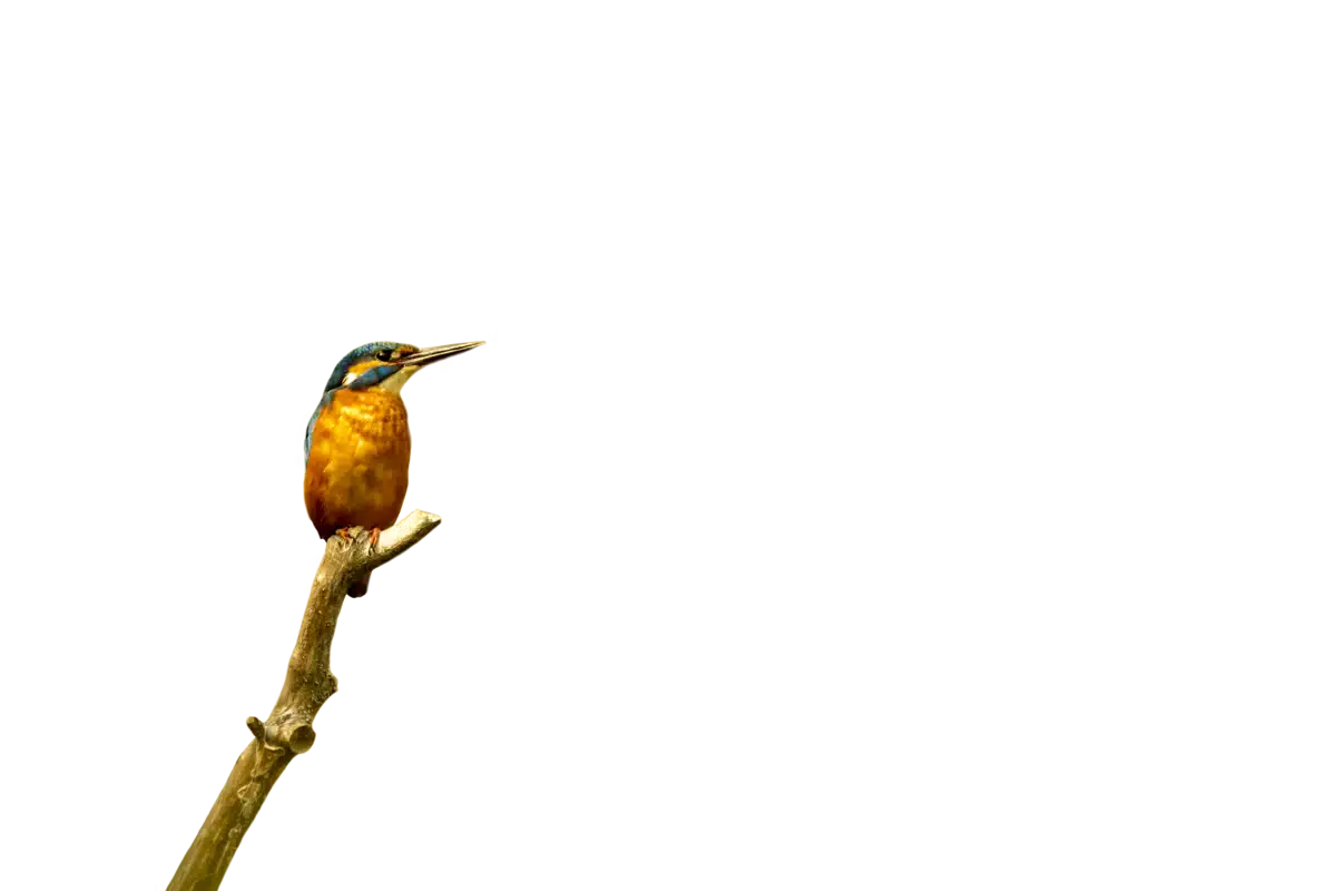 Eisvogel - Vögel in Europa Eisvogel - Vögel in Europa