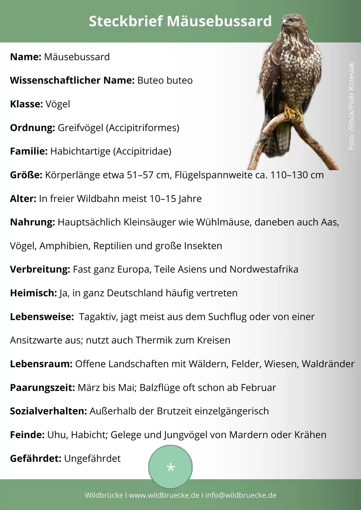 Mäusebussard Steckbrief - Vögel in Europa