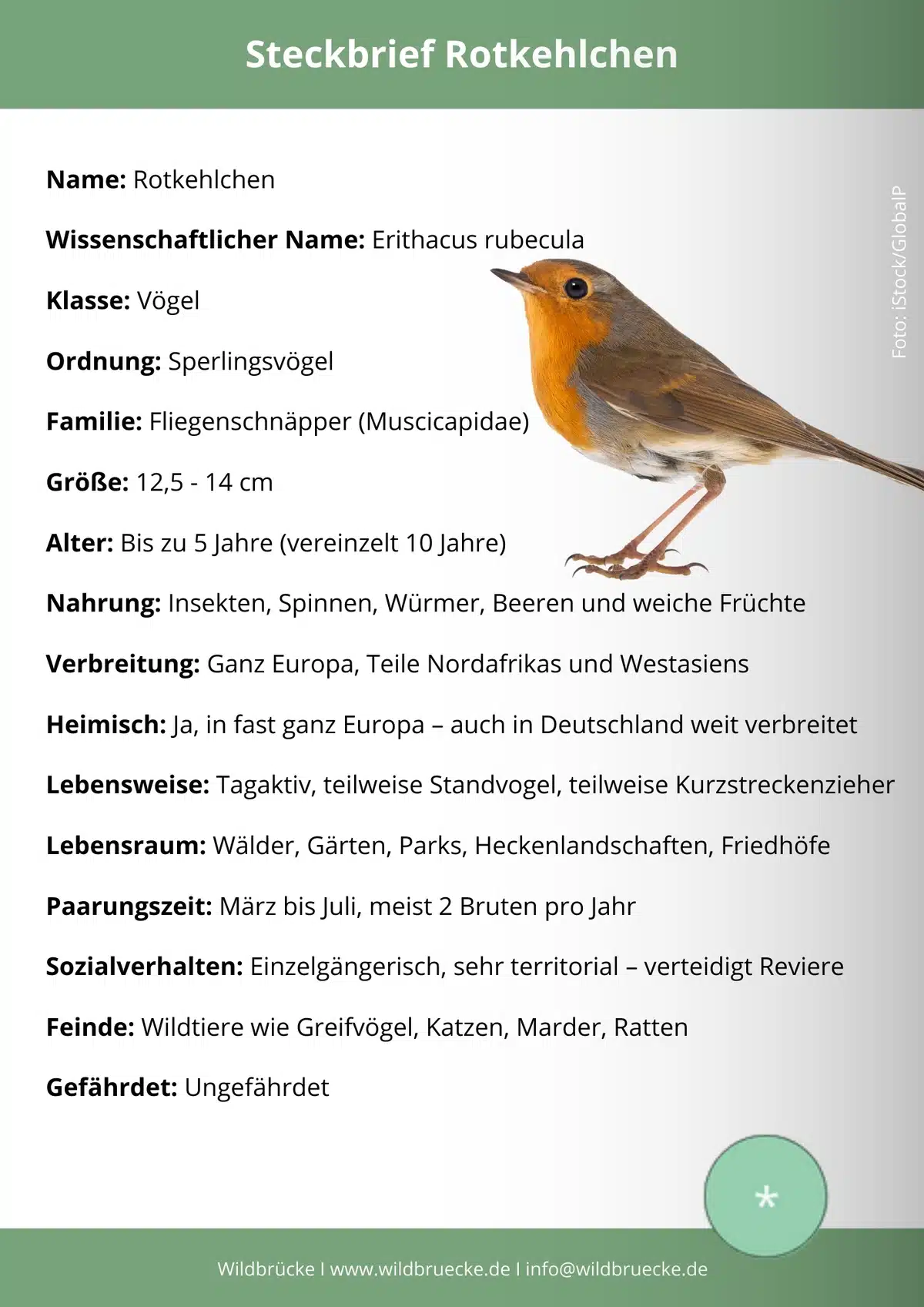 Rotkehlchen Steckbrief - Wildtiere in Europa