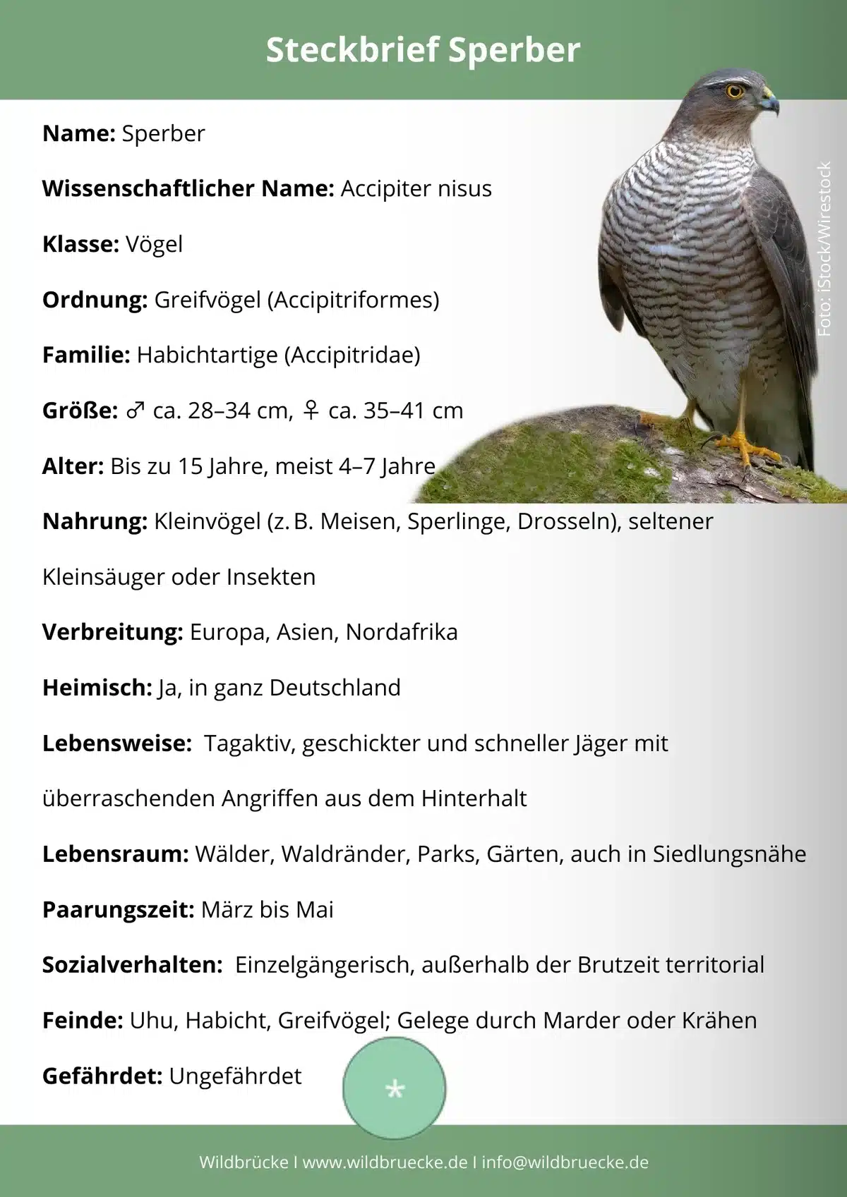 Sperber Steckbrief - Vögel in Europa